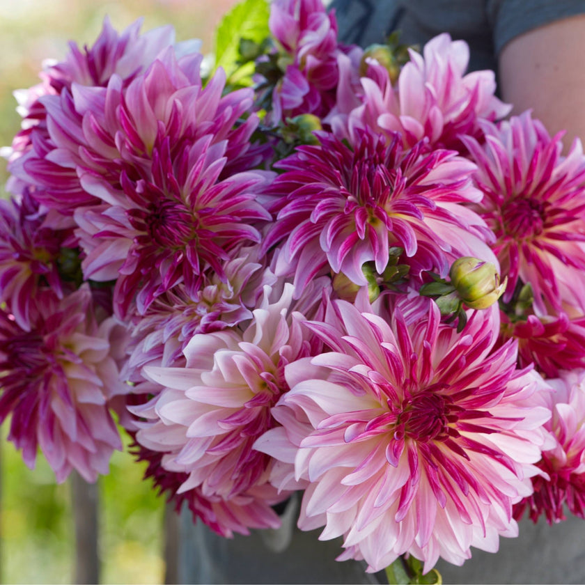 Violet Dance - Mount Mera Botanical - Dahlia