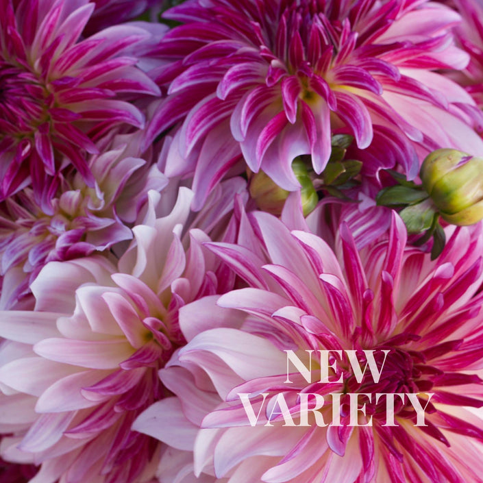 Violet Dance - Mount Mera Botanical - Dahlia