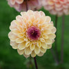 Wine Eyed Jill - Mount Mera Botanical - Dahlia