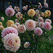Wine Eyed Jill - Mount Mera Botanical - Dahlia