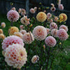 Wine Eyed Jill - Mount Mera Botanical - Dahlia