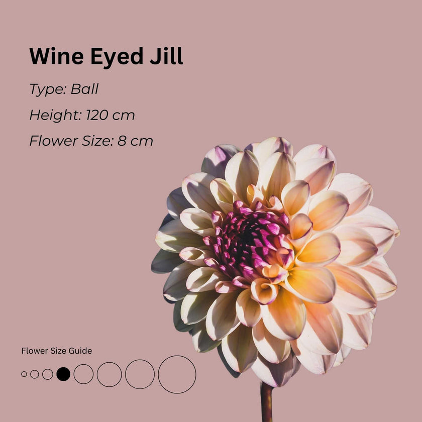 Wine Eyed Jill* - Mount Mera Botanical - Dahlia
