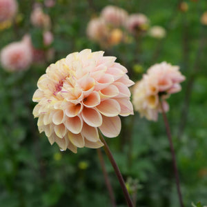 Wine Eyed Jill - Mount Mera Botanical - Dahlia