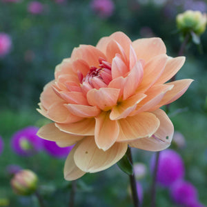 Yelno Harmony - Mount Mera Botanical - Dahlia