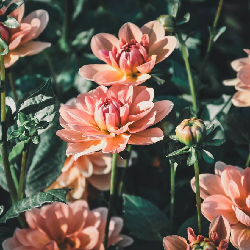 Yelno Harmony - Mount Mera Botanical - Dahlia